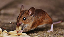 24 Hour & Emergency Exterminators in Upper Bern, PA